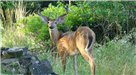 Deer