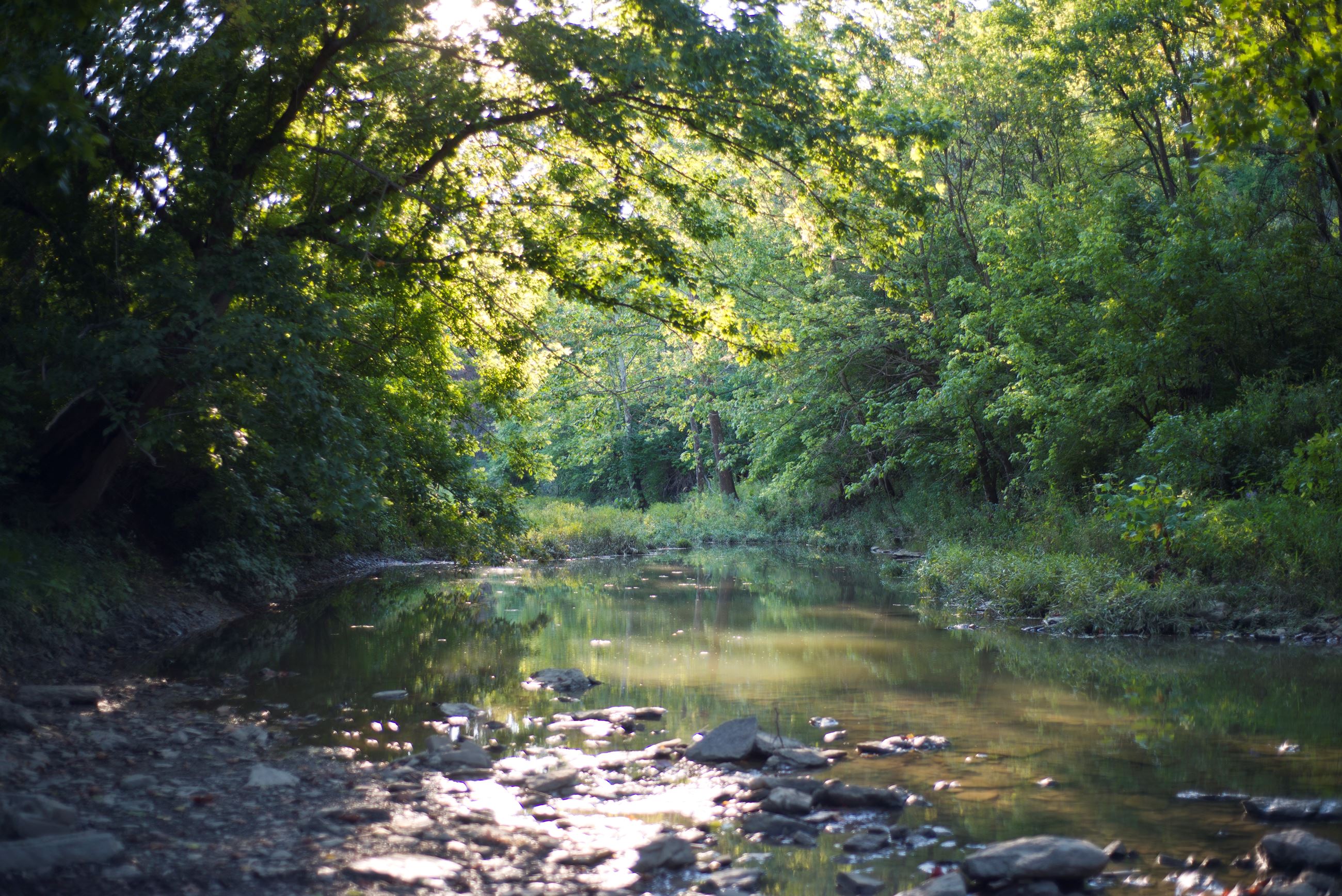 Wolsing Trails Nature Preserve Creek