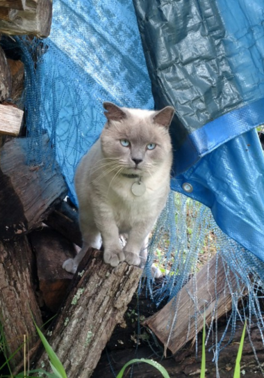 Cat stands on logs outside