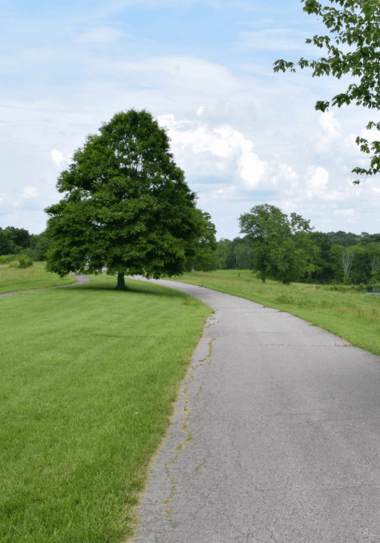 Tree next to walking path at park
