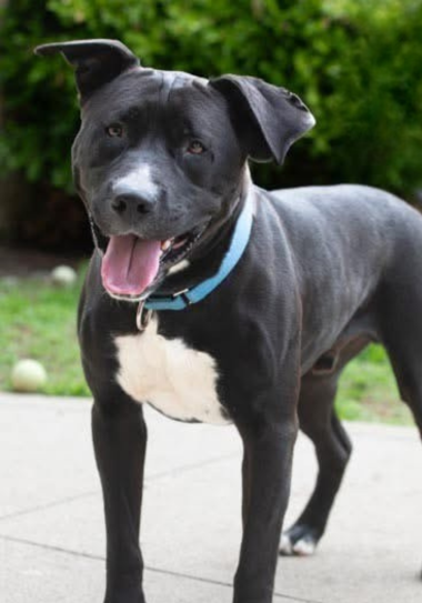 Black dog with tongue out outdoors